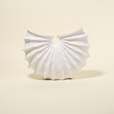 Strand Scalloped Conch Vase